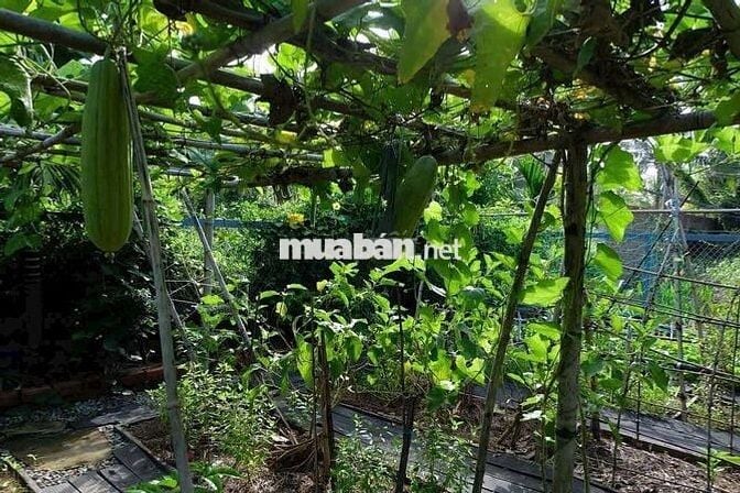🌿650TR SỞ HỮU NGAY ĐẤT VƯỜN 1.196M² GẦN HỒ – QUY HOẠCH ĐẤT Ở NÔNG THÔN