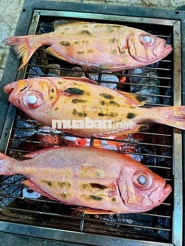 Cho thuê  lai toàn  Quán  nhậu  chỉ  bán  hoặc  sang toàn  Quán 