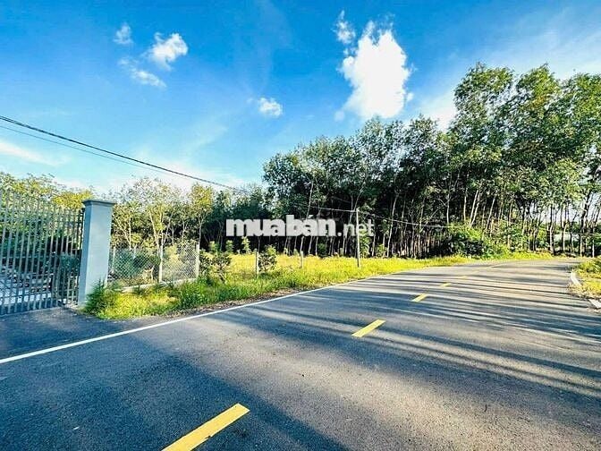 Bán vườn mít rộng 1600m² (20*80m, 200m tc) đường nhựa lớn 760tr