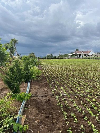 CẦN BÁN GẤP 3121 m2 ĐÁT THỔ CƯ+VƯỜN