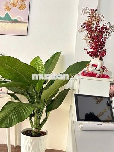 CHO THUÊ NHÀ NGUYÊN CĂN – PHÙ HỢP LÀM SPA / THẨM MỸ / VĂN PHÒNG