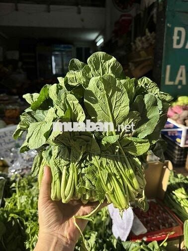 [KO CẦN KN] TUYỂN GÂPZ 5 NỮ BAN HÀNG RAU CỦ ĐÀ LẠT