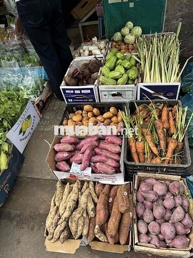 [KO CẦN KN] TUYỂN GÂPZ 5 NỮ BAN HÀNG RAU CỦ ĐÀ LẠT