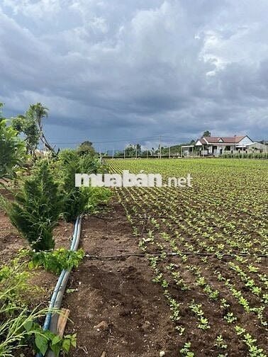 Bán Đất Vườn & Thổ Cư 3.121m² Tân Hội, Đức Trọng