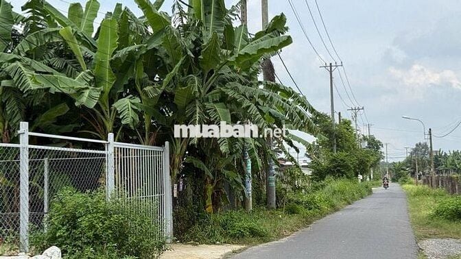 CẦN BÁN ĐẤT MẶT TIỀN TÂN THÔNG HỘI - CỦ CHI