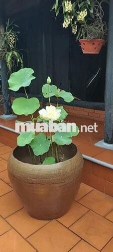 Cho Thuê MT đường DC5 phường Sơn Kỳ : 4 x 17 M Đúc 1 lầu : 3 pn, 2 wc 