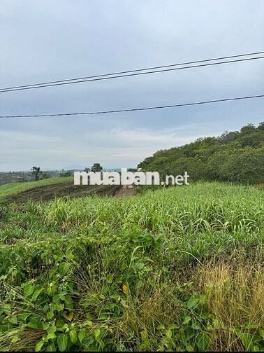 Bán đất rẫy 3,5hecta trồng cây lâu năm Easo Eakar Daklak 2,9ty