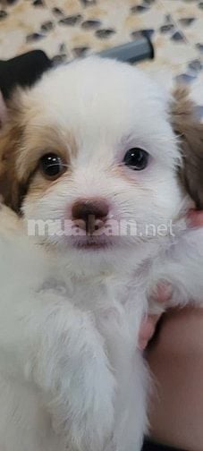 Bán chó Poodle nhà đẻ trên 50 ngày tuổi.(HN)