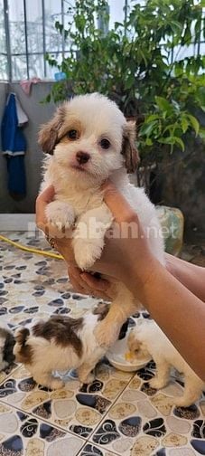 Bán chó Poodle nhà đẻ trên 50 ngày tuổi.(HN)