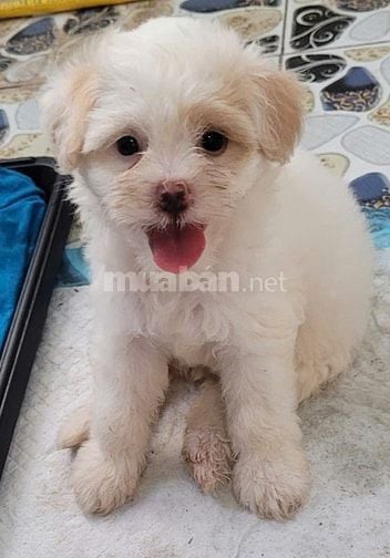 Bán chó Poodle nhà đẻ trên 50 ngày tuổi.(HN)