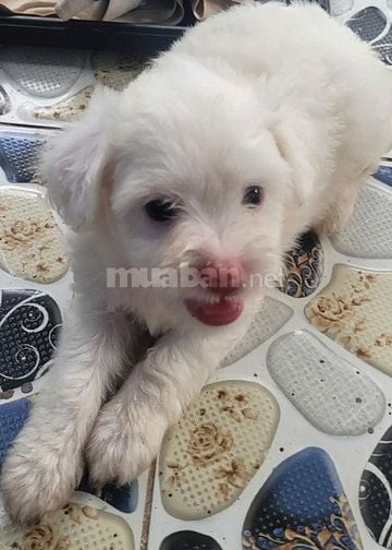 Bán chó Poodle nhà đẻ trên 50 ngày tuổi.(HN)
