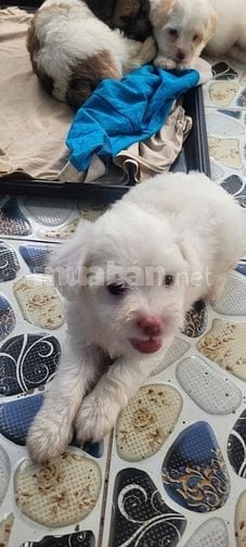 Bán chó Poodle nhà đẻ trên 50 ngày tuổi.(HN)