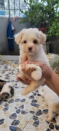 Bán chó Poodle nhà đẻ trên 50 ngày tuổi.(HN)