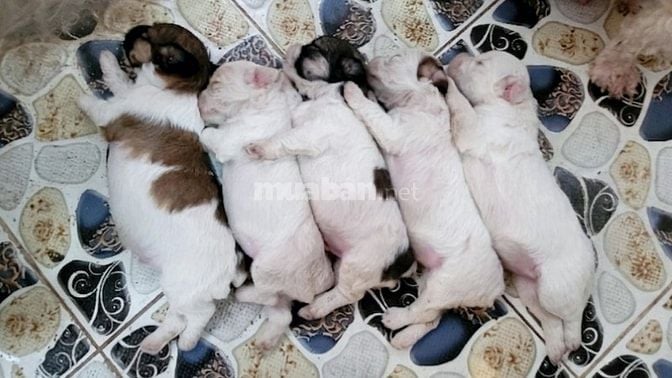 Bán chó Poodle nhà đẻ trên 50 ngày tuổi.(HN)