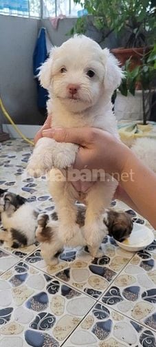Bán chó Poodle nhà đẻ trên 50 ngày tuổi.(HN)