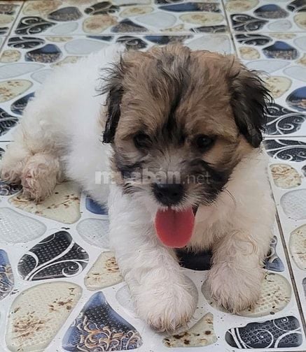 Bán chó Poodle nhà đẻ trên 50 ngày tuổi.(HN)