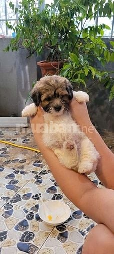 Bán chó Poodle nhà đẻ trên 50 ngày tuổi.(HN)
