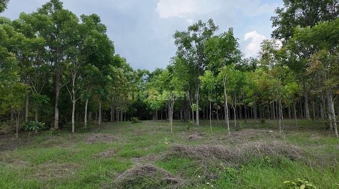 ĐẤT VƯỜN VIEW SUỐI 400M PHÙ HỢP NGHỈ DƯỞNG, SINH THÁI CÁCH ĐÀ LẠT 50KM