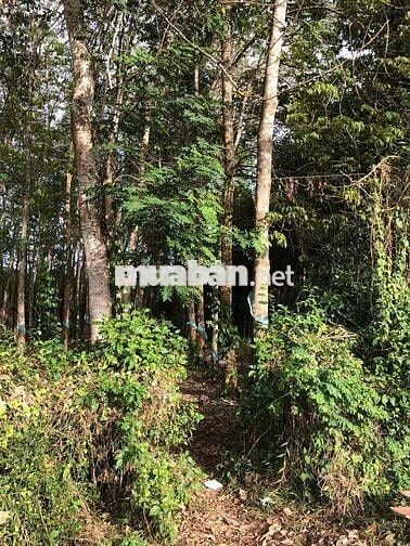 🔥 CẦN TIỀN BÁN NHANH MẢNG ĐẤT THỔ CƯ 1.260M2 – 23X55 – GIÁ CHỈ 2TỶ3