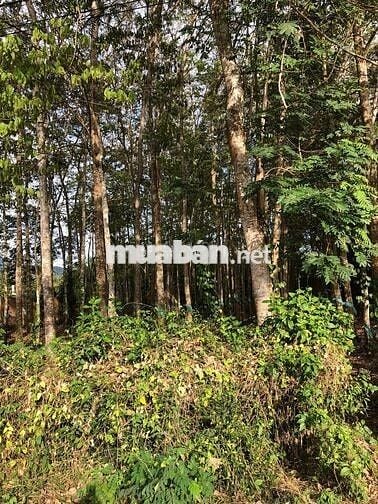 🔥 CẦN TIỀN BÁN NHANH MẢNG ĐẤT THỔ CƯ 1.260M2 – 23X55 – GIÁ CHỈ 2TỶ3