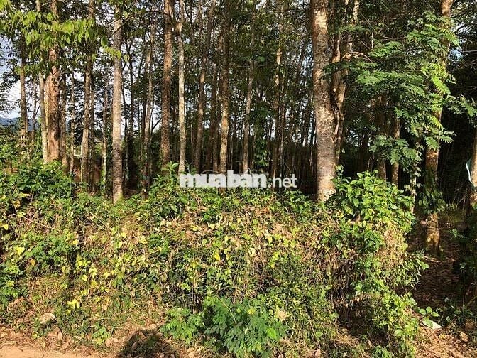 🔥 CẦN TIỀN BÁN NHANH MẢNG ĐẤT THỔ CƯ 1.260M2 – 23X55 – GIÁ CHỈ 2TỶ3
