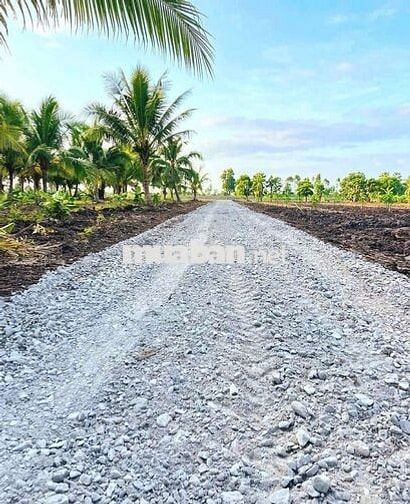 Quá ngộp, chỉ 440tr sở hữu 1000m² đất vườn xoài cực đẹp
