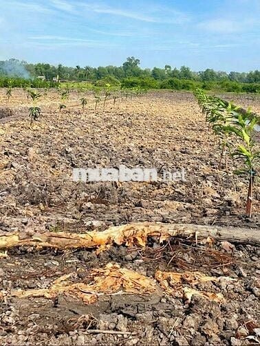 Quá ngộp, chỉ 440tr sở hữu 1000m² đất vườn xoài cực đẹp
