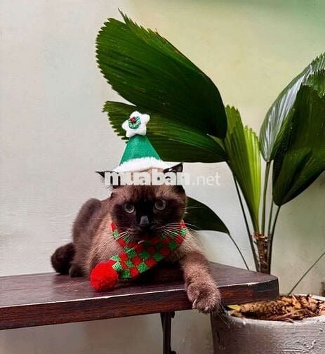 Nhân viên nam quán cafe bao ăn ở quận 1