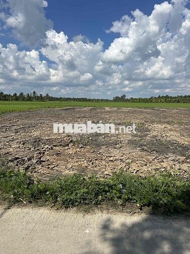 Đất nền Đường bêtông 3m Lò Ngò Tập Ngãi Vĩnh Long