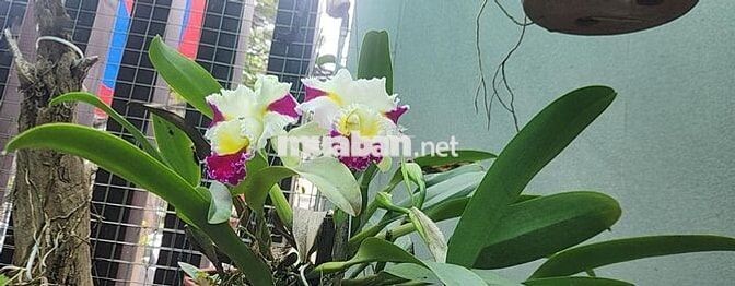 BÁN ĐẤT 2 MT KÈM NHÀ 4 TẦNG FULL CÔNG NĂNG TẠI MỸ ĐA ĐÔNG 8