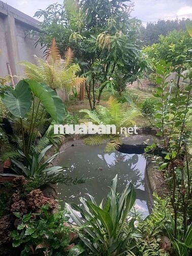 Nhà Vườn 300m2 Củ Chi , cần bán gấp , 2 tỷ 8 thương lượng