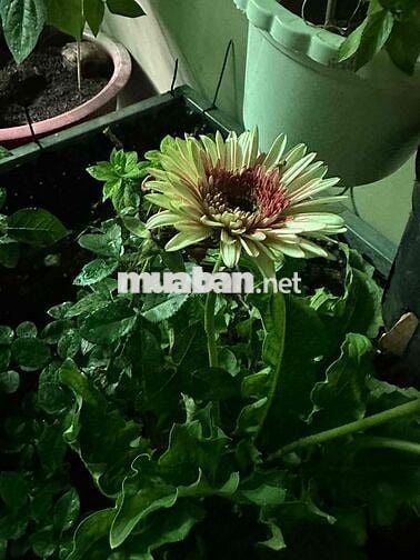 Nhà Vườn 300m2 Củ Chi , cần bán gấp , 2 tỷ 8 thương lượng