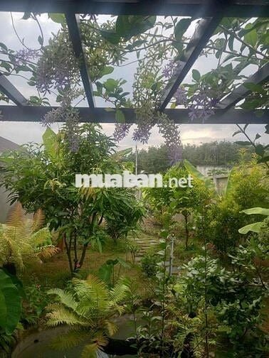 Nhà Vườn 300m2 Củ Chi , cần bán gấp , 2 tỷ 8 thương lượng