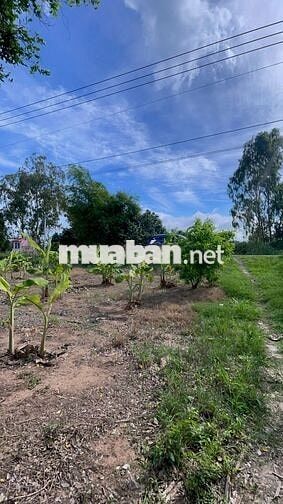 🌿 ĐẤT VƯỜN VEN RẠCH – GẦN SÔNG MEKONG | 500m² CÓ THỔ CƯ | ĐƯỜNG NHỰA