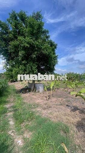 🌿 ĐẤT VƯỜN VEN RẠCH – GẦN SÔNG MEKONG | 500m² CÓ THỔ CƯ | ĐƯỜNG NHỰA