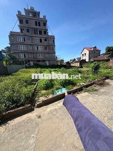 cộng hoà phù linh giá siêu đẹp