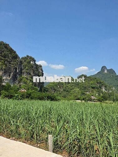 🌄 BÁN ĐẤT NGHỈ DƯỠNG | XÓM NGAY – MƯỜNG BI – PHÚ THỌ