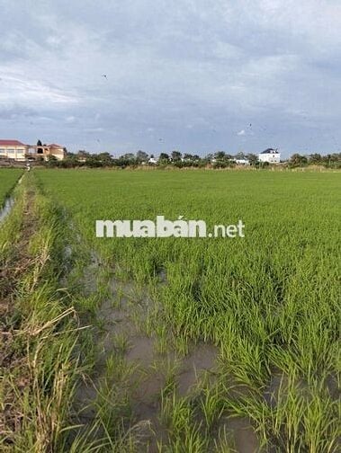 bán đất ruộng xã bình nghị gò công đông