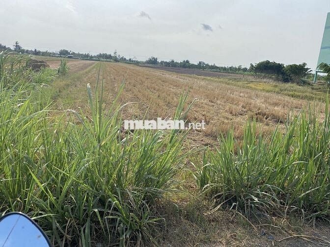 bán đất ruộng xã bình nghị gò công đông