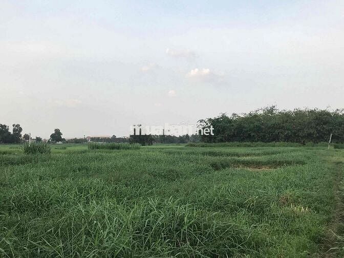 Chính chủ cần bán đất Tân Thạnh Đông (Gia hạn sử dụng đất tới 2075)