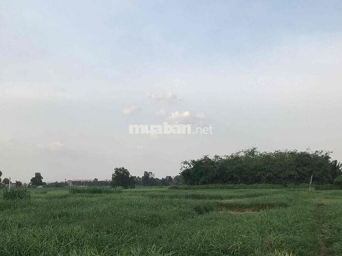 Chính chủ cần bán đất Tân Thạnh Đông (Gia hạn sử dụng đất tới 2075)