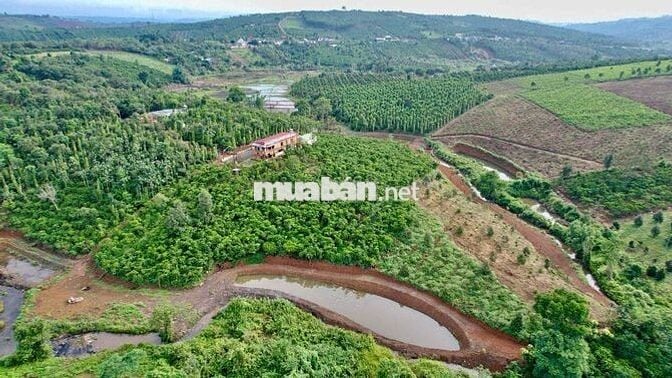 Nhà vườn nghỉ dưỡng đất 2ha ôm suối chính chủ cần tiền bán lỗ!