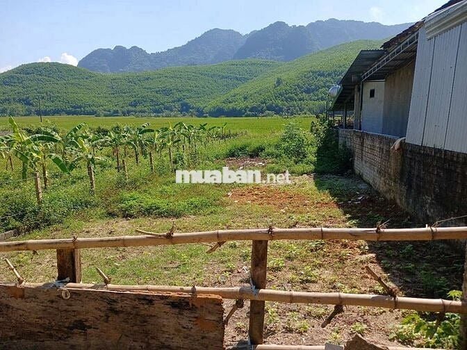 Đất đẹp tại Bản Minh Tiến, Quỳ Châu