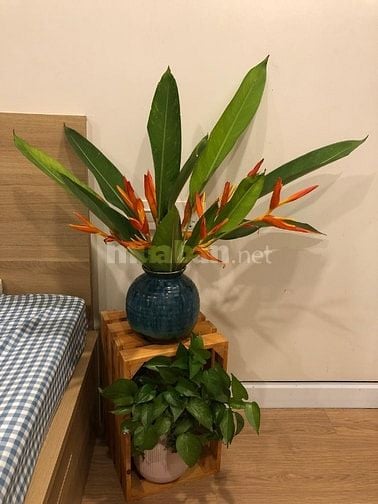 Studio full đồ 20m² – 2 phút ra Hồ Tây – chỉ 5 triệu/tháng
