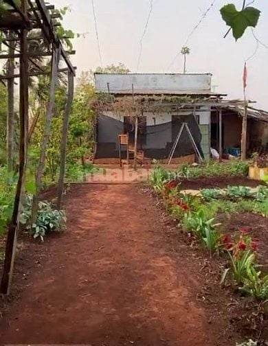 🏡 BÁN ĐẤT CHÍNH CHỦ TẠI CHƯ PƯH – GIA LAI