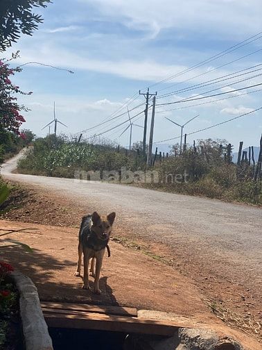 🏡 BÁN ĐẤT CHÍNH CHỦ TẠI CHƯ PƯH – GIA LAI