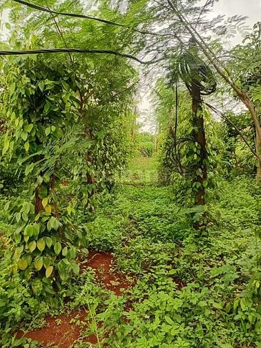 🏡 BÁN ĐẤT CHÍNH CHỦ TẠI CHƯ PƯH – GIA LAI