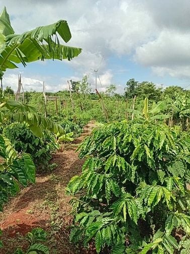 🏡 BÁN ĐẤT CHÍNH CHỦ TẠI CHƯ PƯH – GIA LAI