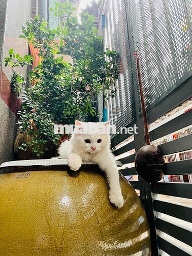 nhà hoàn công, trung tâm Ninh Kiều, thương lượng chính chủ
