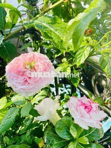 nhà hoàn công, trung tâm Ninh Kiều, thương lượng chính chủ